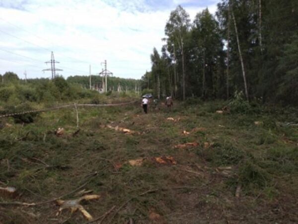 Двое уральцев незаконно вырубили леса на 1,4 млн. рублей