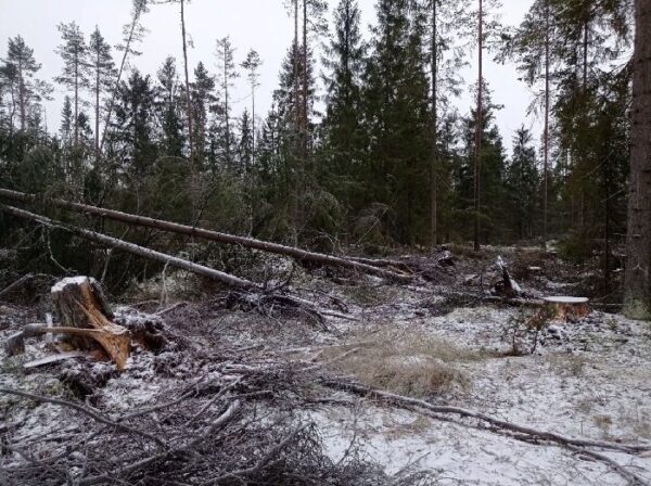 Александр Дрозденко не выполнил обещание о сохранении лесного массива
