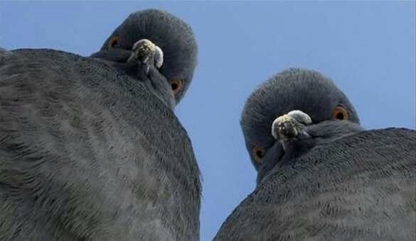 Казнить нельзя помиловать: в Австралии решают судьбу спортивного голубя, пересёкшего Тихий океан (ФОТО)