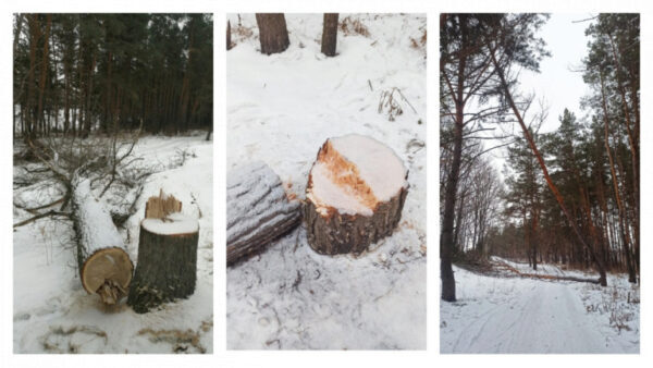 Кто вырубил деревья в Ольшанском лесу в Ельце?