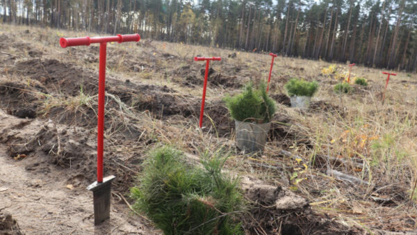 Липецким лесам выделили 261,9 млн рублей на 2021 год