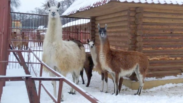Сотрудники липецкого зоопарка рассказали, как животные переносят морозы