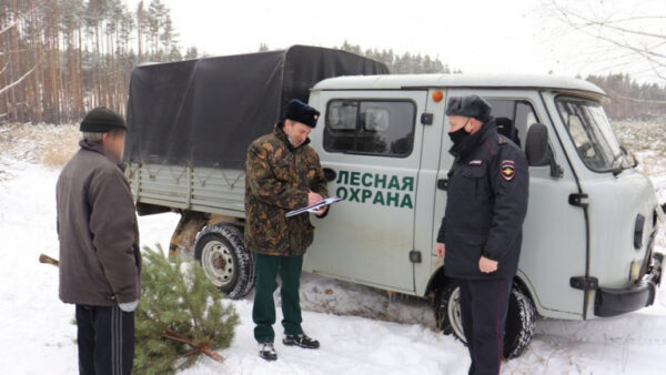 Трех жителей Липецкой области поймали с незаконно срубленными елками в декабре