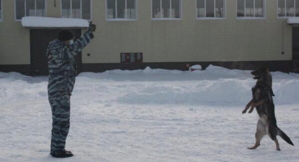 Уральских студентов познакомили с работой полицейских-кинологов (фото)