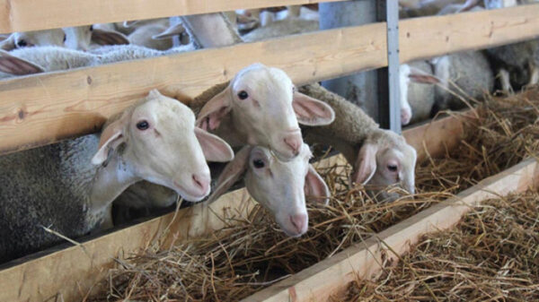 На Ставрополье впервые выделят овцеводам 18 млн рублей господдержки
