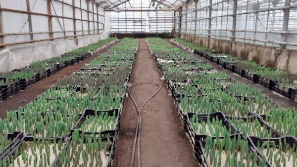 В Липецке к 8 Марта вырастили 15 тысяч тюльпанов