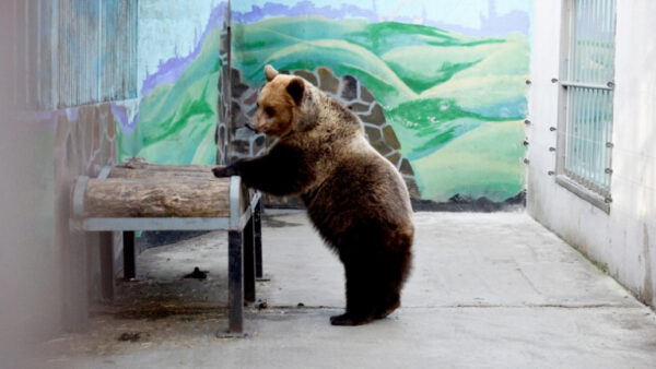 Липецкий зоопарк сообщает о выходе из спячки медведей и байбаков
