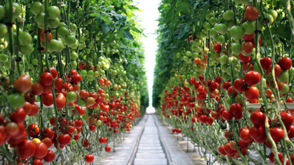 В Липецке вырастили почти в треть больше тепличных огурцов и томатов