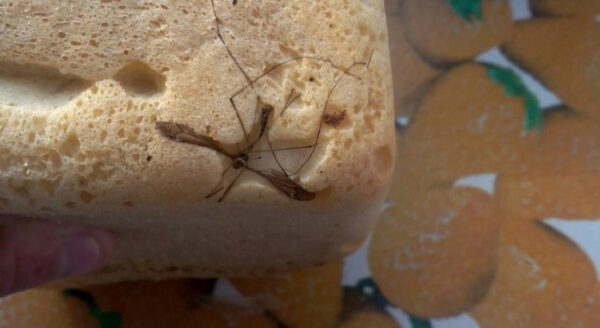 В продуктах Сургутского хлебзавода нашли насекомых и червей