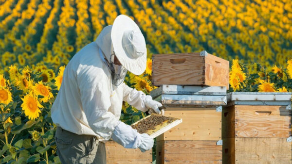 Липецких пчеловодов оповестят об обработке полей химикатами через Telegram