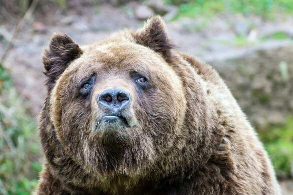 Скандал: принца Лихтенштейна обвинили в убийстве самого большого медведя в ЕС
