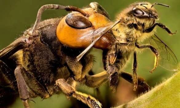 Учёные научили пчёл выявлять коронавирус у людей