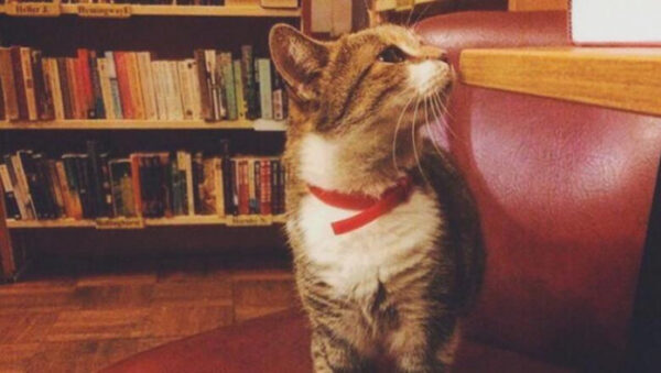 Кошка из библиотеки Петербурга стала лучшей служебной кошкой России
