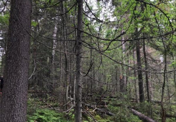 Липецкие леса закрыли для посещения из-за высокой пожарной опасности