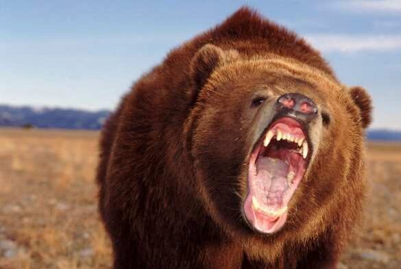 Медведь-людоед выследил и напал на группу туристов, есть жертвы (ФОТО)