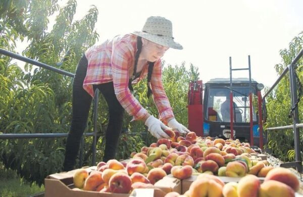 Севастопольские аграрии озвучили планы на урожай