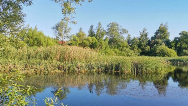 В Хлевенском районе начали расчищать пруд в селе Новое Дубовое