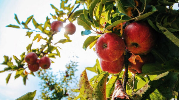 Яблоневые сады под Липецком вошли в топ самых красивых фруктовых садов России