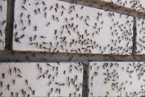 Люди сгребают руками: полчища комаров в Таганроге (видео)