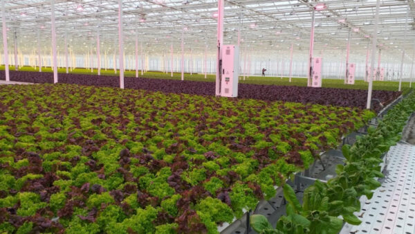 В Липецкой области вырастили уже более 1,5 млн штук салата