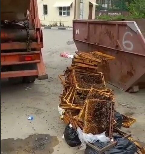 Во Владикавказе выбросили в мусорный контейнер соты с живыми пчёлами (видео)