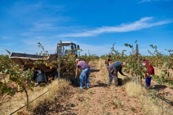 Аграрии Севастополя рассчитывают собрать более 20 тысяч тонн винограда