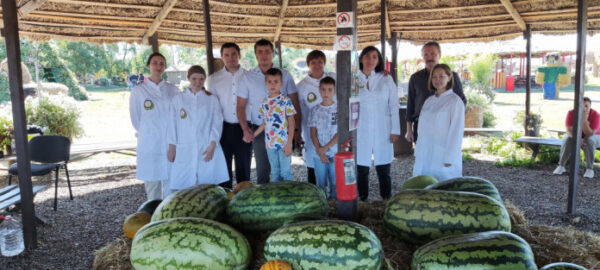 На Ставрополье вырастили самый сладкий арбуз в России