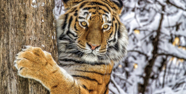 В Приморье грибники 40 минут сидели на дереве из-за тигра