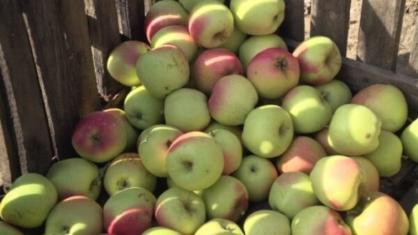 У севастопольских аграриев начался "яблочный" сезон