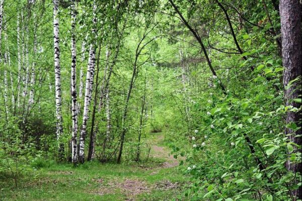 В этом году в Свердловской области было зафиксировано 34,3 тыс. случаев укусов клещей