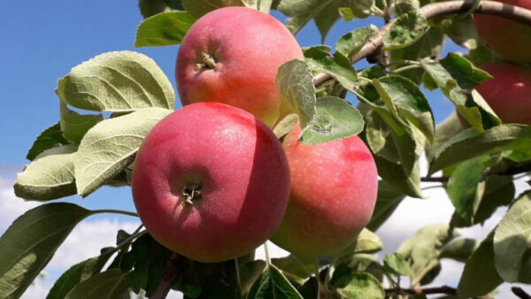 В Липецкой области собрали более 59 тысяч тонн яблок