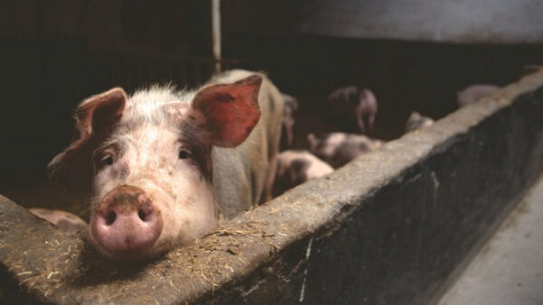 В Липецком и Задонском районах нашли африканскую чуму свиней