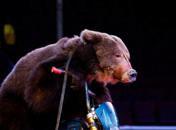 В Орле медведь напал в цирке на беременную дрессировщицу (видео)