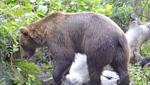 Деревня в Ленобласти оказалась под осадой медведей