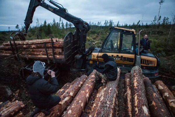 Лагерь экозащитников под Приморском оказался на передовой вырубок леса