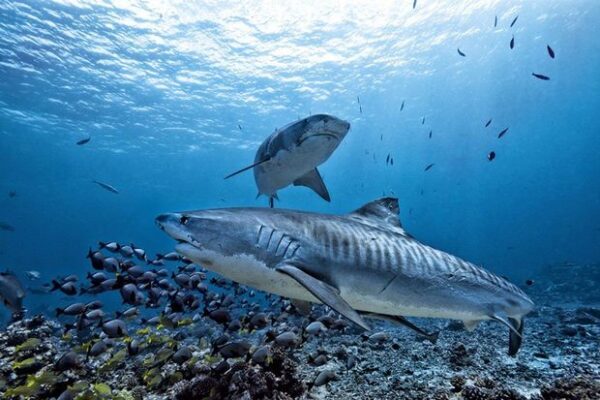 Пловец погиб в результате одновременной атаки тигровой и большой белой акулы