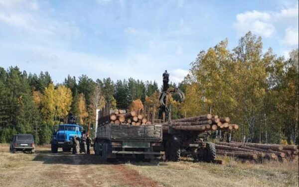 В Каменске-Уральском полиция по материалам ФСБ возбудила дело по факту незаконной рубки леса