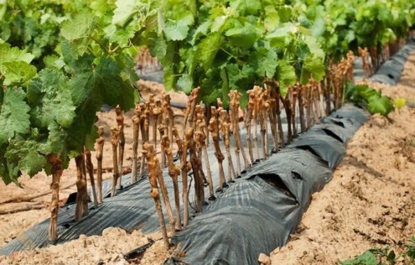 В пригородных хозяйствах Севастополя подводят итоги уборки винограда