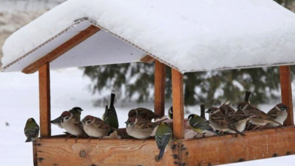 Экологи призывают липчан покормить птиц зимой