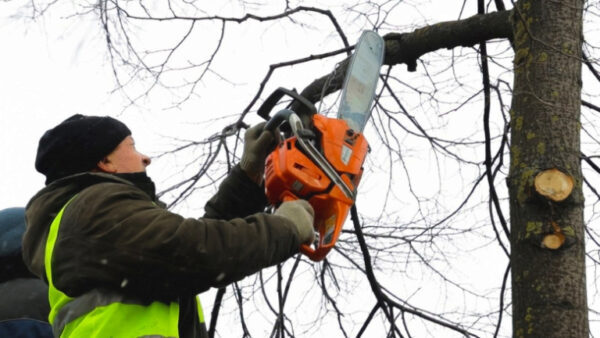 В Липецке до конца недели коммунальщики обрежут 60 деревьев