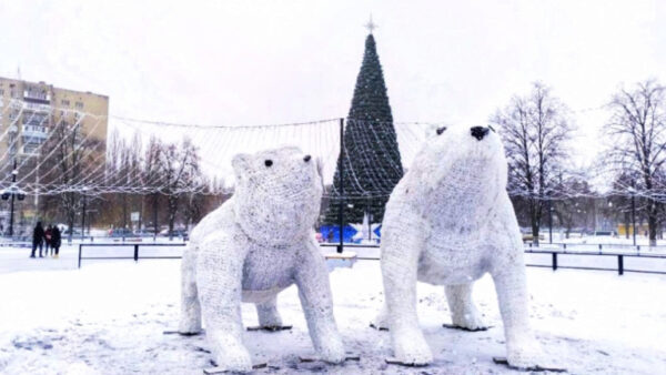 В Липецке полярных медведей привезли на площадь перед «Звёздным»