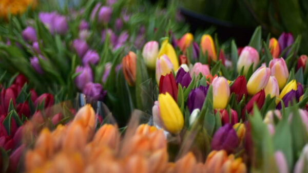 В Липецке предпринимателям предлагают 59 мест для продажи цветов к 8 марта