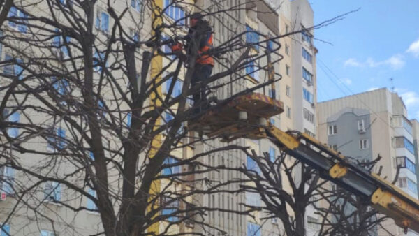 В Липецке приступили к кардинальной стрижке