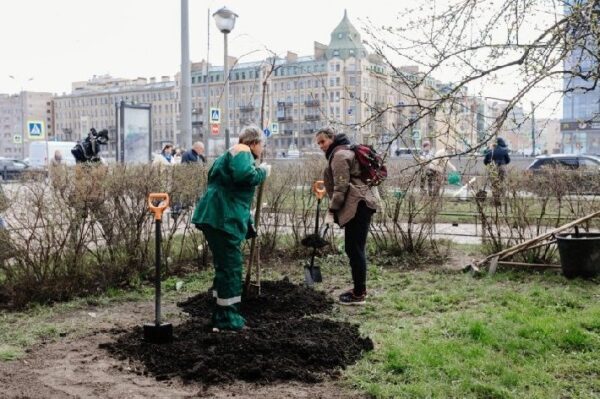 Деревья в Петербурге исчезают из-за бюрократии и некомпетентности чиновников