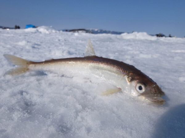 Экологи прогнозируют исчезновение корюшки из водоёмов Петербурга на фоне сброса грязного снега в реки