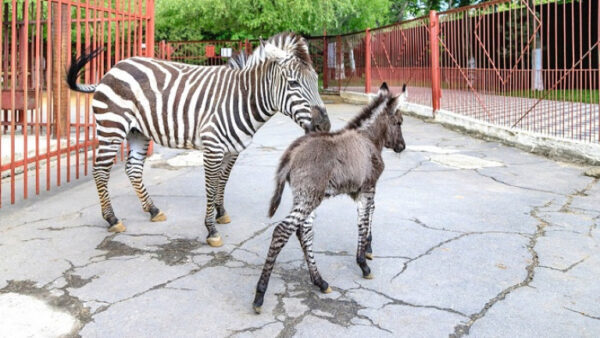 В липецком зоопарке зебра и пони устроили бэби-бум