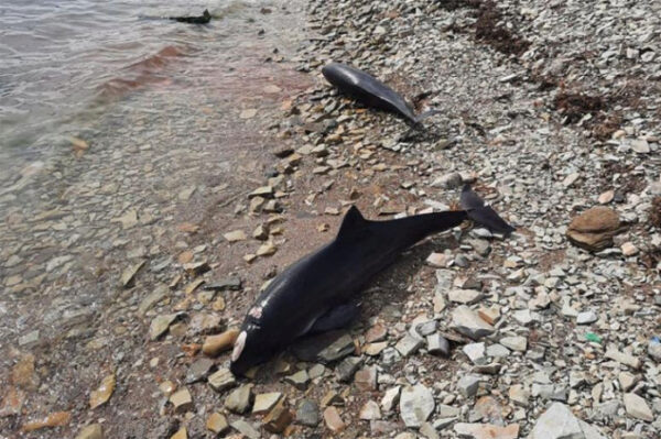 В Сочи массово гибнут дельфины, бьёт тревогу эксперт