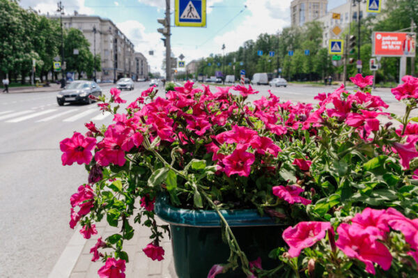 Улицы Петербурга вымоют шампунем к началу ПМЭФ