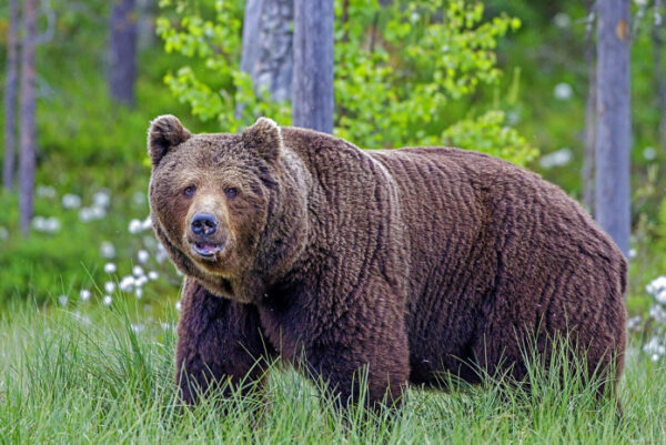 В Ленобласти участились случаи появления медведей в жилых районах