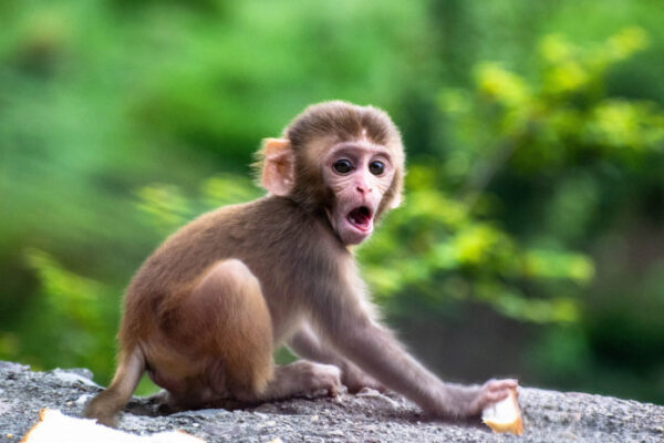 ВСЗ официально объявила оспу обезьян пандемией